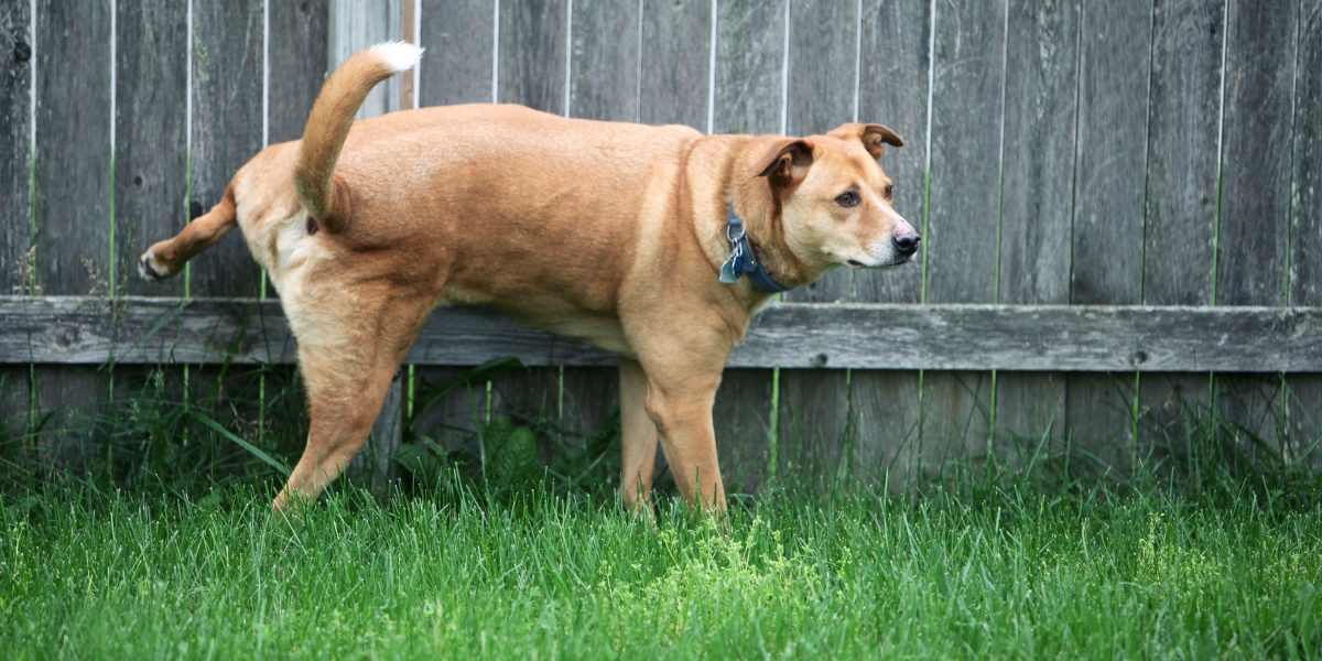 how-many-times-do-dogs-pee-a-day-proper-urine-volume-frequency