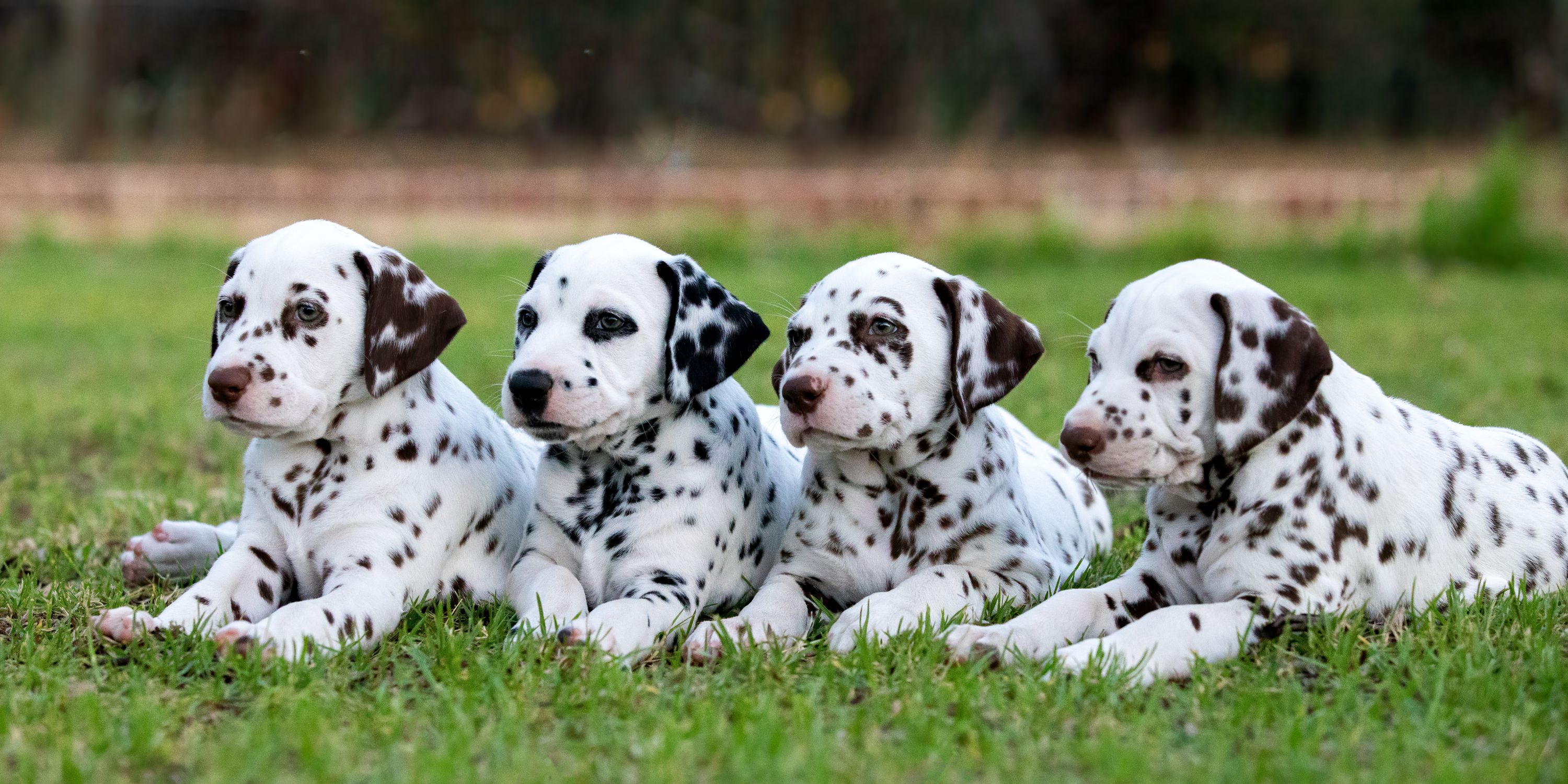 10 Spotted Dog Breeds