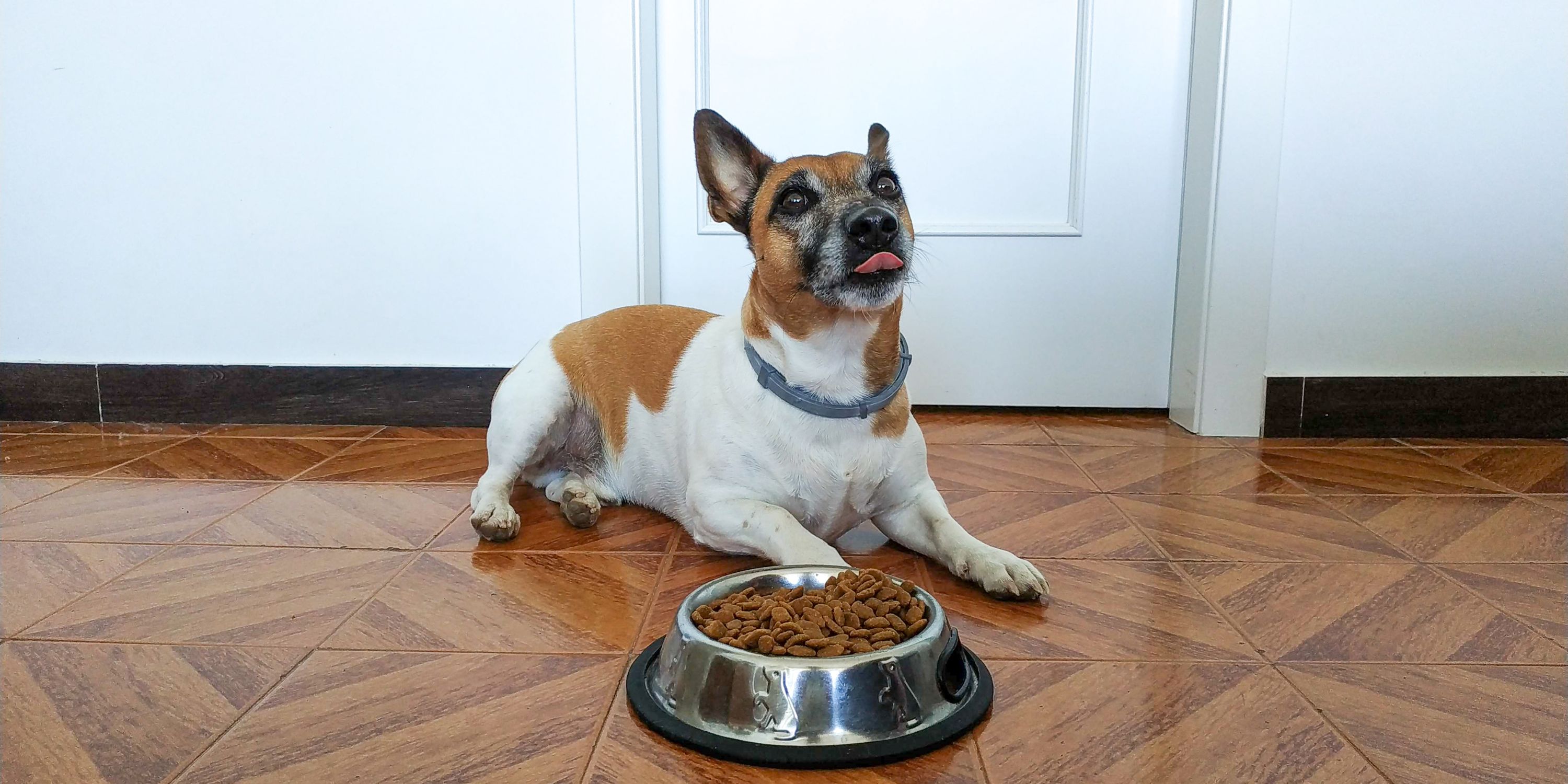 dog food for fussy eaters