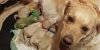 Why Are Some Puppies Born Green (Bile Pigments)