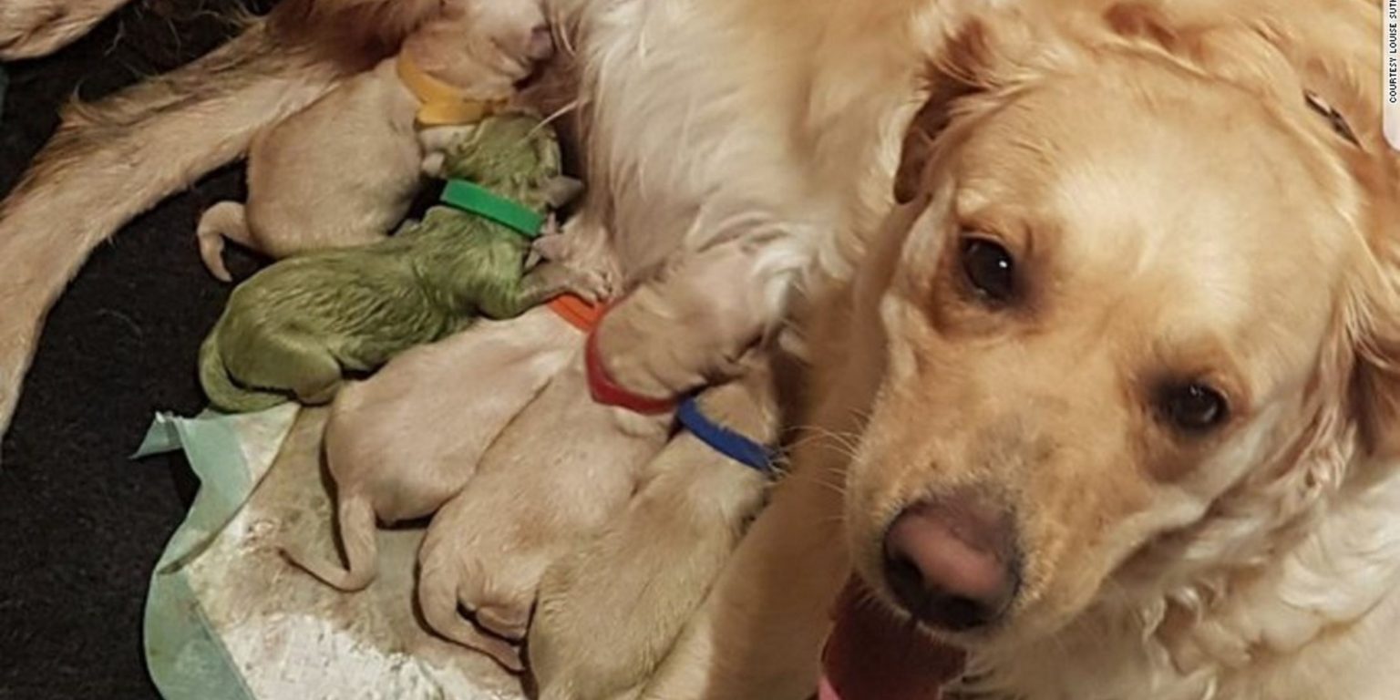 Why Are Some Puppies Born Green (Bile Pigments)