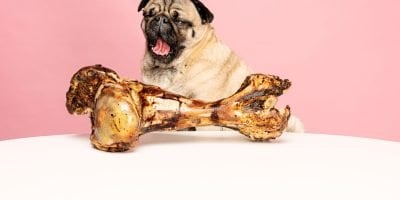 Are Dog Bones Safe For Dogs To Eat?