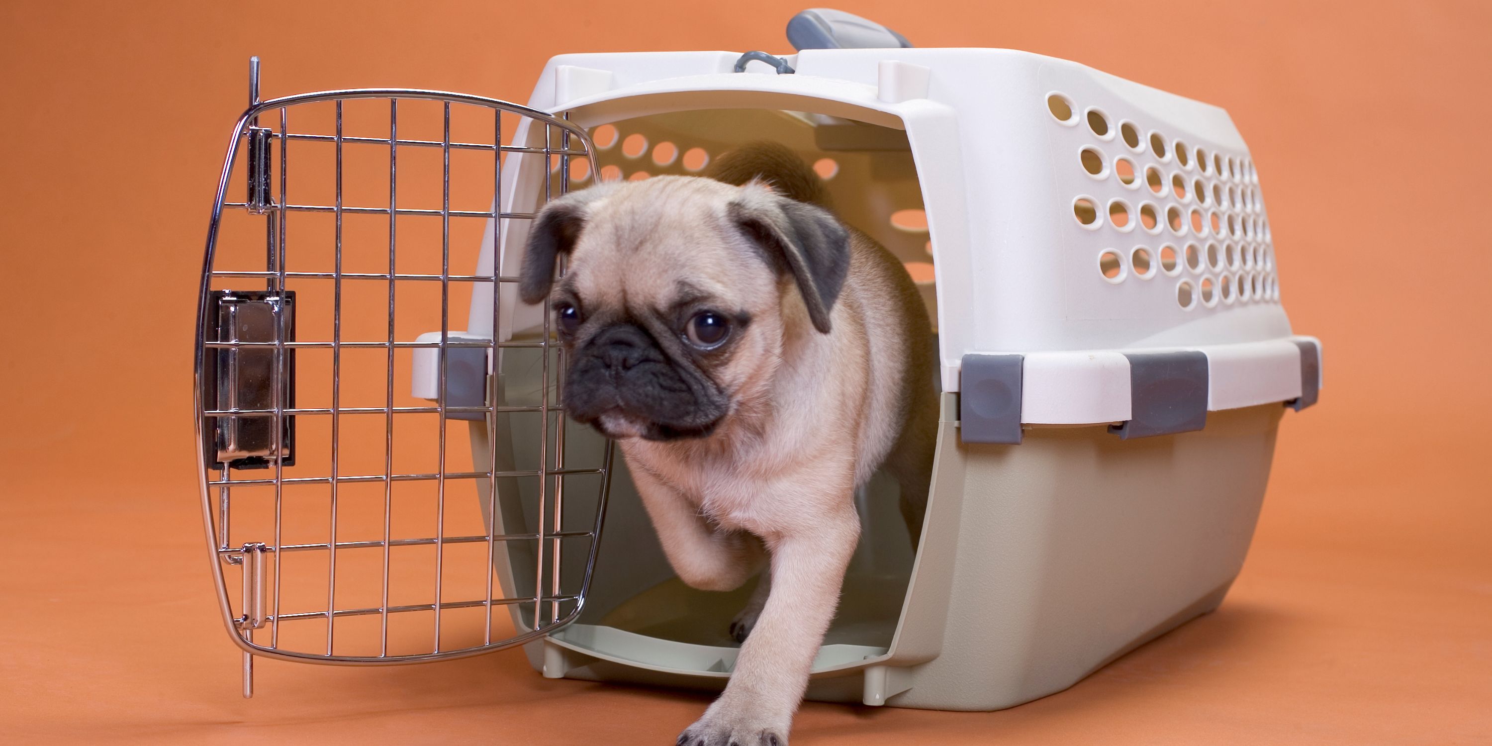 12 Best Dog Crates For High Anxiety Dogs