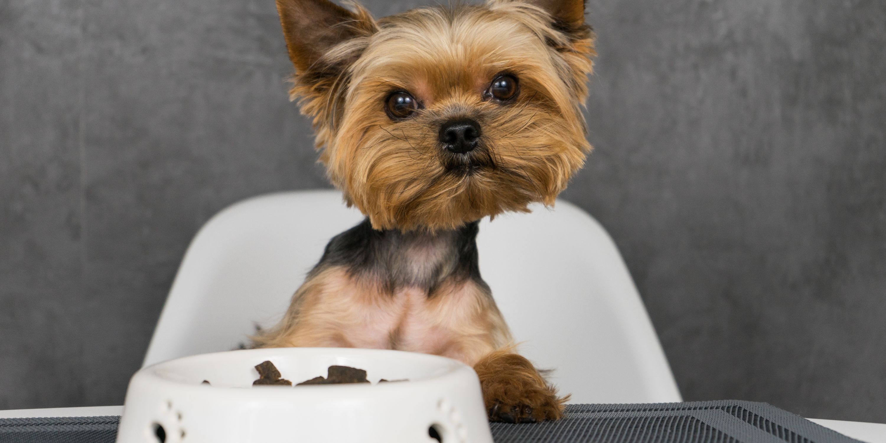 15 Best Dog Food For Yorkies (Yorkshire Terriers)