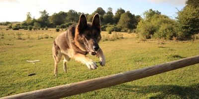 Can dogs land on their feet?