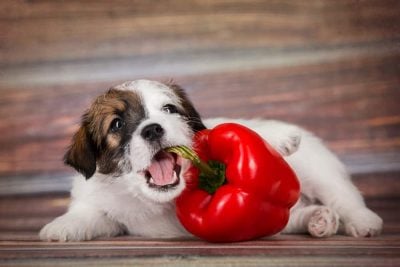 Is Spicy Food Bad For Dogs