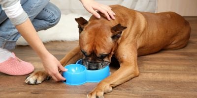 Why won’t my dog drink water?