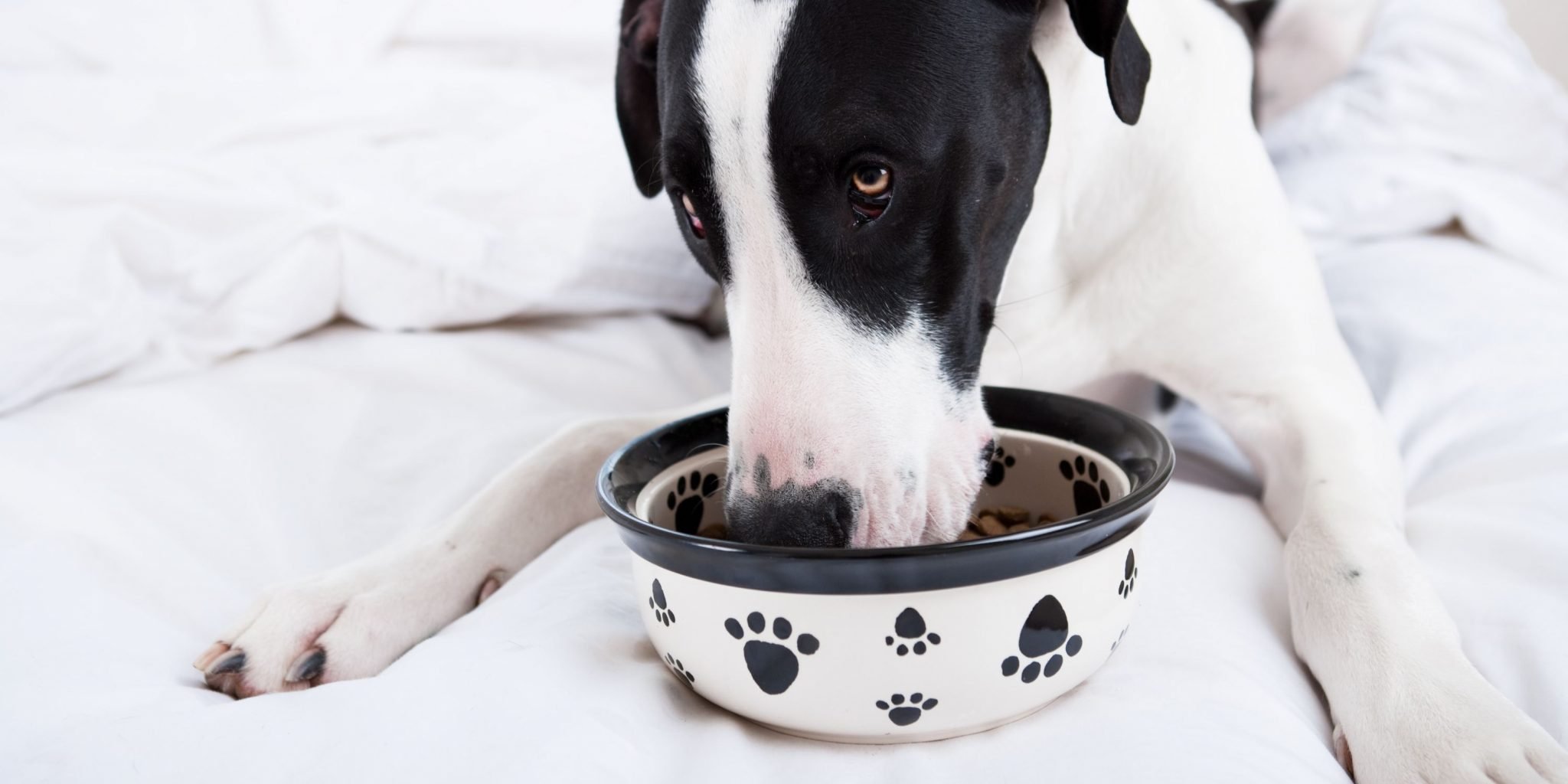 Photo inspiration: Gallery Detail: 11 Best Dog Foods For Congestive Heart Failure