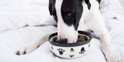 What is the best dog food for Great Danes?