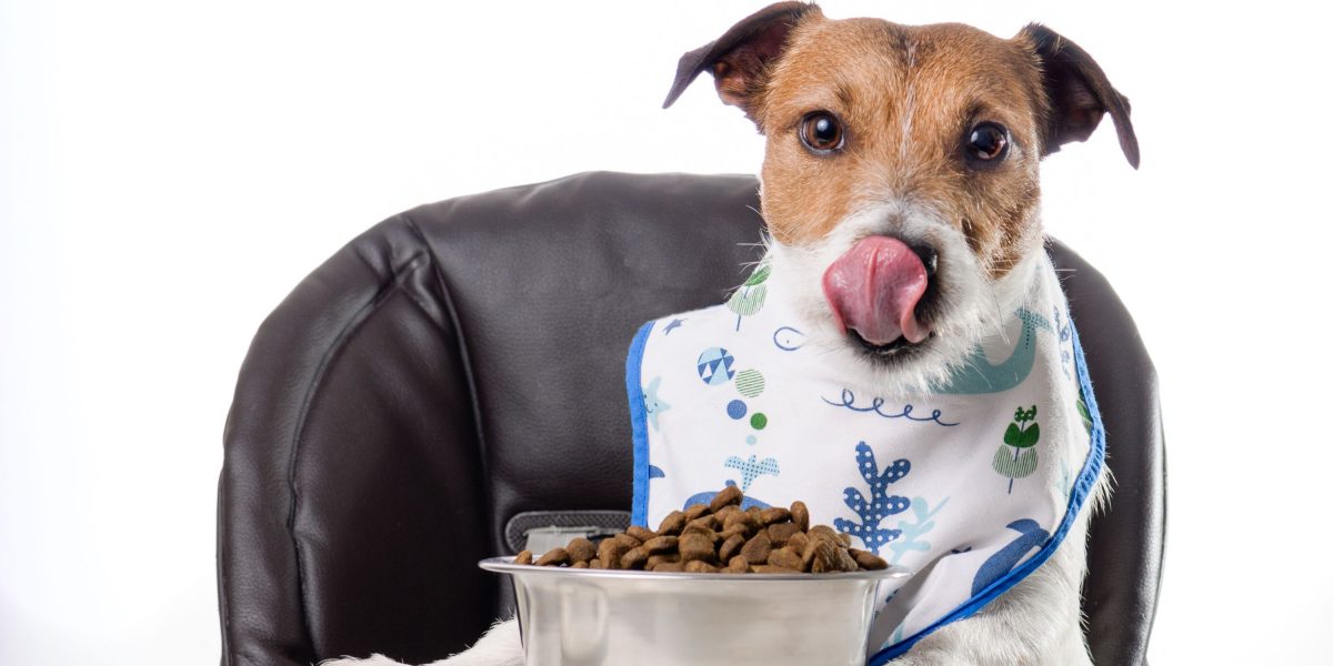 14 Best Dog Foods With Taurine Why Taurine Is Good For Dogs
