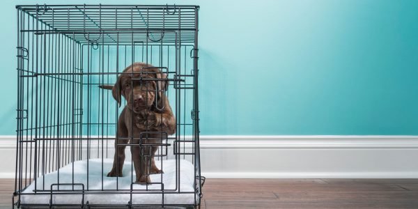 11 Best Puppy Crates For Training + Why Puppies Need Crate Training