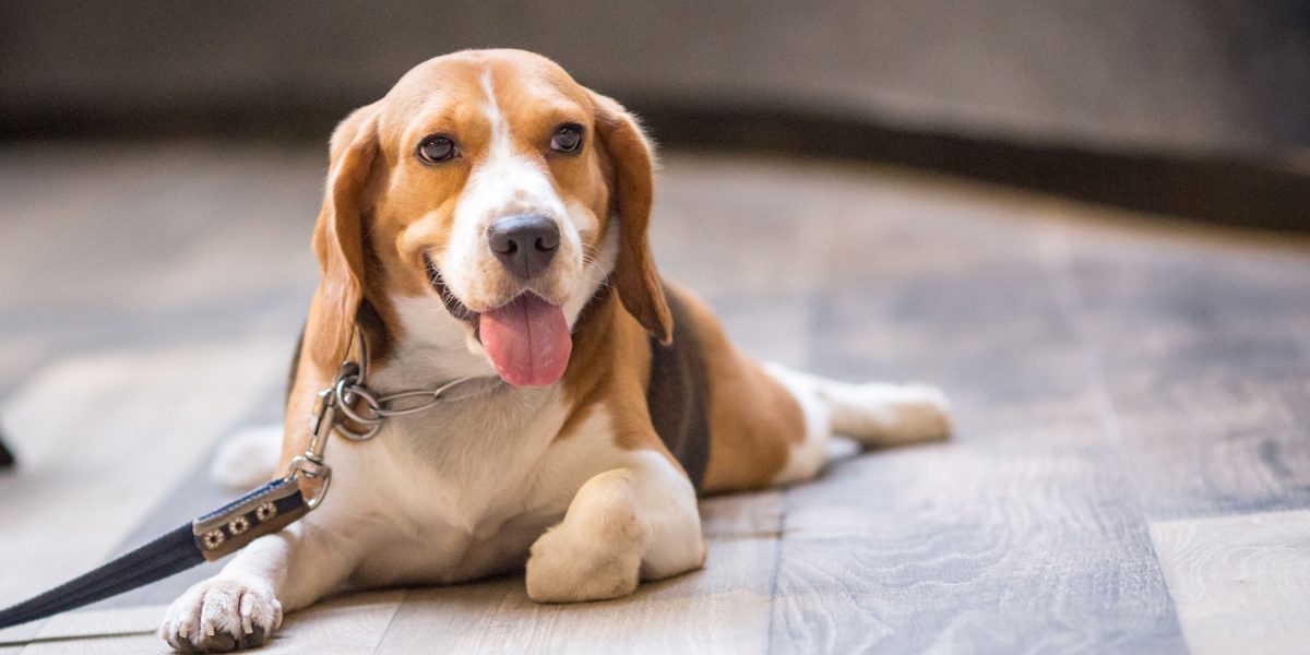 Dog Splooting – Definition, Breeds, & Reasons