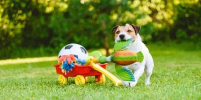 Best/Safe Way To Clean Dog Toys