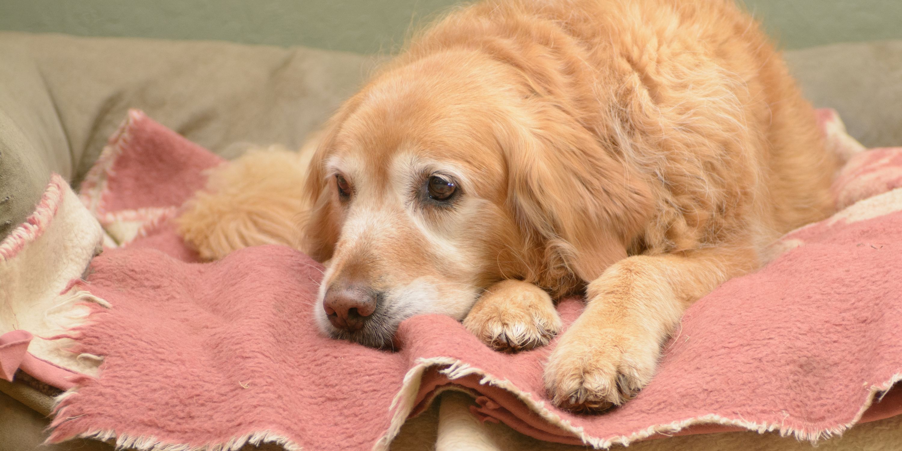 Can You Get Pet Insurance For Older Dogs