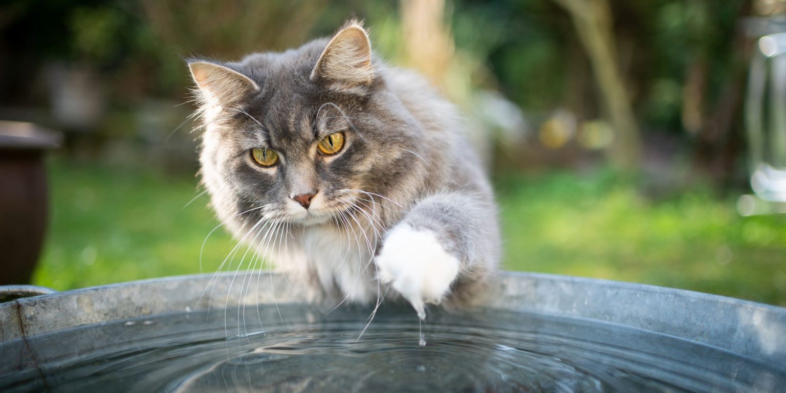 Image showcasing How Long Can Cats Go Without Water - Can They Survive?