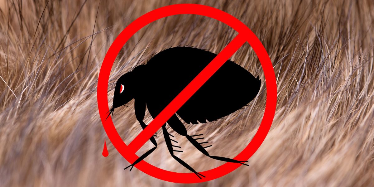 What Insects Are Bad For Dogs – Spiders, Ants, Bugs & More