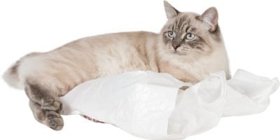 Why Do Cats Like Plastic Bags